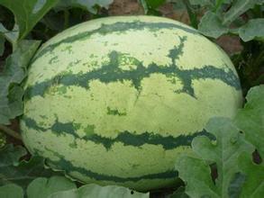 uki吃瓜基地,揭秘娱乐圈幕后风云